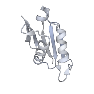 10398_6t83_F_v1-2
Structure of yeast disome (di-ribosome) stalled on poly(A) tract.