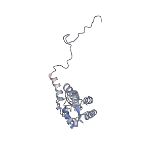 10398_6t83_Gy_v1-2
Structure of yeast disome (di-ribosome) stalled on poly(A) tract.