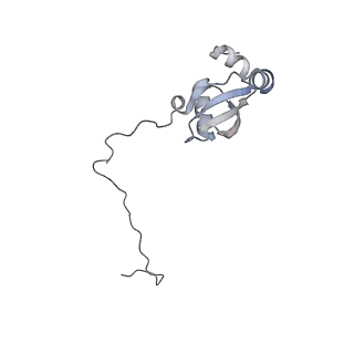 10398_6t83_I_v1-2
Structure of yeast disome (di-ribosome) stalled on poly(A) tract.