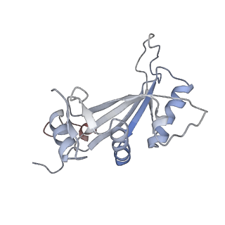 10398_6t83_Jy_v1-2
Structure of yeast disome (di-ribosome) stalled on poly(A) tract.