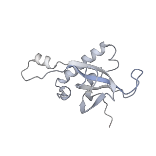 10398_6t83_K_v1-2
Structure of yeast disome (di-ribosome) stalled on poly(A) tract.