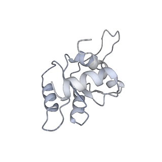 10398_6t83_Mb_v1-2
Structure of yeast disome (di-ribosome) stalled on poly(A) tract.