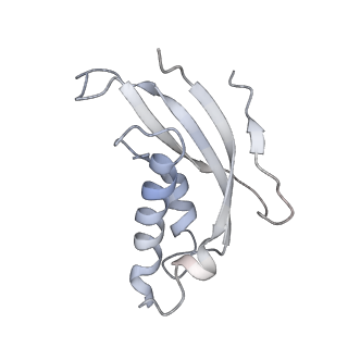 10398_6t83_O_v1-2
Structure of yeast disome (di-ribosome) stalled on poly(A) tract.