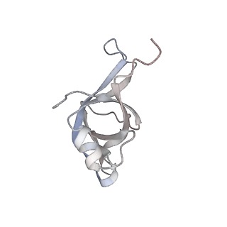 10398_6t83_Q_v1-2
Structure of yeast disome (di-ribosome) stalled on poly(A) tract.