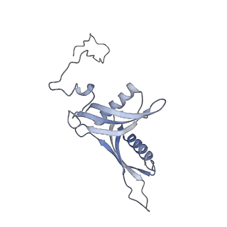 10398_6t83_Sy_v1-2
Structure of yeast disome (di-ribosome) stalled on poly(A) tract.
