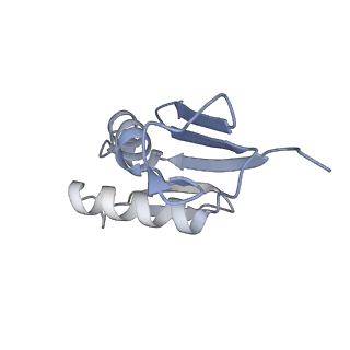 10398_6t83_Uy_v1-2
Structure of yeast disome (di-ribosome) stalled on poly(A) tract.