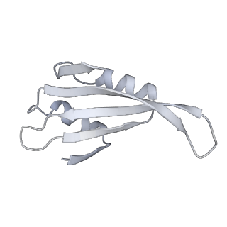 10398_6t83_V_v1-2
Structure of yeast disome (di-ribosome) stalled on poly(A) tract.
