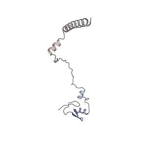10398_6t83_Wy_v1-2
Structure of yeast disome (di-ribosome) stalled on poly(A) tract.