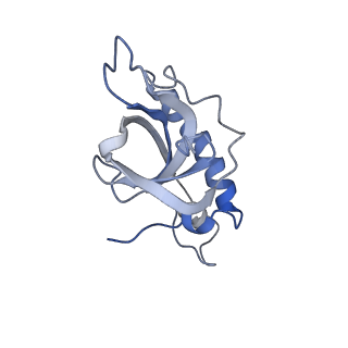 10398_6t83_Zy_v1-2
Structure of yeast disome (di-ribosome) stalled on poly(A) tract.
