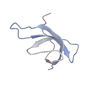 10398_6t83_cb_v1-2
Structure of yeast disome (di-ribosome) stalled on poly(A) tract.