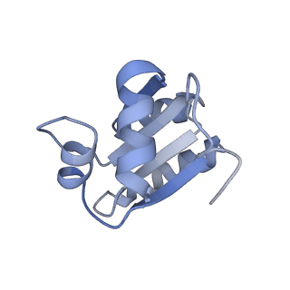 10398_6t83_cy_v1-2
Structure of yeast disome (di-ribosome) stalled on poly(A) tract.