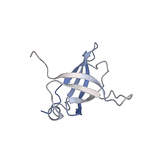 10398_6t83_fy_v1-2
Structure of yeast disome (di-ribosome) stalled on poly(A) tract.