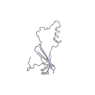 10398_6t83_ob_v1-2
Structure of yeast disome (di-ribosome) stalled on poly(A) tract.