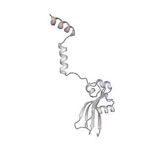 10398_6t83_z_v1-2
Structure of yeast disome (di-ribosome) stalled on poly(A) tract.