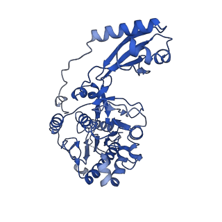 10399_6t8b_C_v1-1
FtsK motor domain with dsDNA, translocating state