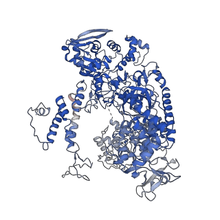 10401_6t8h_B_v1-2
Cryo-EM structure of the DNA-bound PolD-PCNA processive complex from P. abyssi