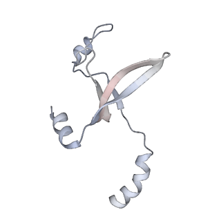 41100_8t8o_YB_v1-0
CCW Flagellar Switch Complex - FliF, FliG, FliM, and FliN forming 34-mer C-ring from Salmonella