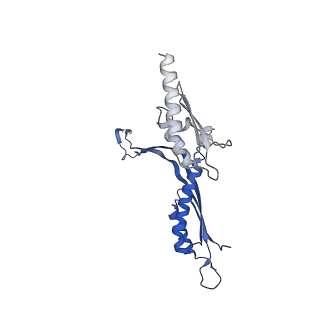 41101_8t8p_M_v1-0
33-mer FliF MS-ring from Salmonella