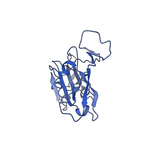25761_7t9l_A_v1-1
Cryo-EM structure of SARS-CoV-2 Omicron spike protein in complex with human ACE2 (focused refinement of RBD and ACE2)
