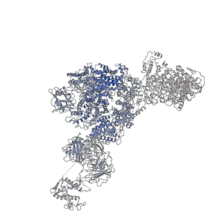 8375_5t9s_G_v1-2
Structure of rabbit RyR1 (Ca2+-only dataset, class 4)