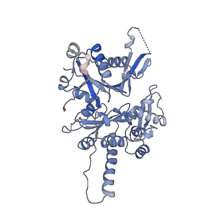 41135_8tah_A_v1-2
Cryo-EM structure of Cortactin-bound to Arp2/3 complex