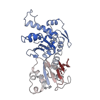 41135_8tah_B_v1-2
Cryo-EM structure of Cortactin-bound to Arp2/3 complex