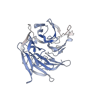 41135_8tah_C_v1-2
Cryo-EM structure of Cortactin-bound to Arp2/3 complex