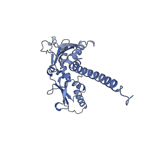 41135_8tah_D_v1-2
Cryo-EM structure of Cortactin-bound to Arp2/3 complex