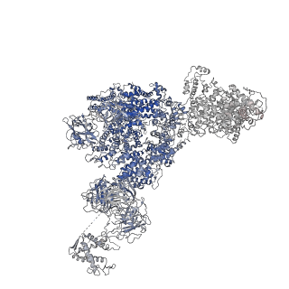 8379_5tam_G_v1-2
Structure of rabbit RyR1 (Caffeine/ATP/Ca2+ dataset, class 4)