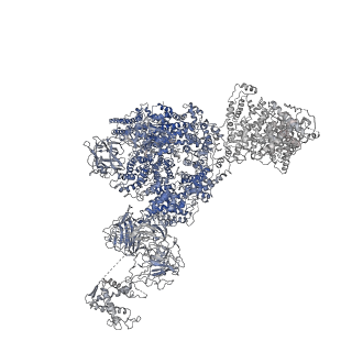 8381_5tap_G_v1-2
Structure of rabbit RyR1 (Caffeine/ATP/EGTA dataset, all particles)