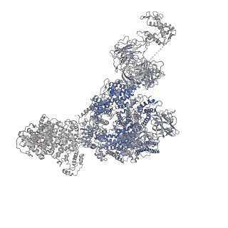 8389_5tay_B_v1-2
Structure of rabbit RyR1 (ryanodine dataset, class 2)
