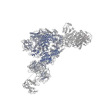 8389_5tay_G_v1-2
Structure of rabbit RyR1 (ryanodine dataset, class 2)