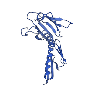 10431_6tb3_AD_v1-1
yeast 80S ribosome in complex with the Not5 subunit of the CCR4-NOT complex
