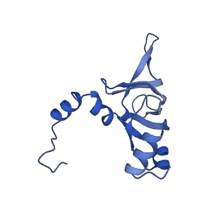 10431_6tb3_AK_v1-1
yeast 80S ribosome in complex with the Not5 subunit of the CCR4-NOT complex