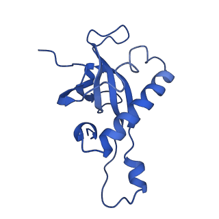 10431_6tb3_AN_v1-1
yeast 80S ribosome in complex with the Not5 subunit of the CCR4-NOT complex
