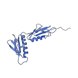 10453_6tbv_L061_v1-2
Cryo-EM structure of an Escherichia coli ribosome-SpeFL complex stalled in response to L-ornithine (Replicate 2)