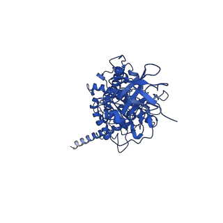 10471_6tdy_E_v1-0
Cryo-EM structure of Euglena gracilis mitochondrial ATP synthase, OSCP/F1/c-ring in rotational state 1