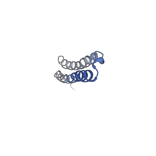 10471_6tdy_Q_v1-0
Cryo-EM structure of Euglena gracilis mitochondrial ATP synthase, OSCP/F1/c-ring in rotational state 1