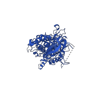 10472_6tdz_B_v1-0
Cryo-EM structure of Euglena gracilis mitochondrial ATP synthase, OSCP/F1/c-ring, rotational state 2