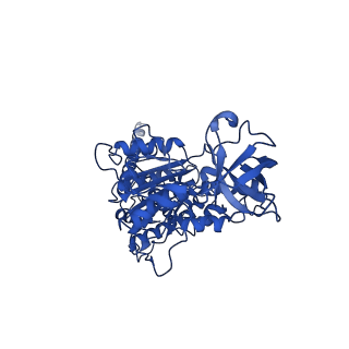 10472_6tdz_D_v1-0
Cryo-EM structure of Euglena gracilis mitochondrial ATP synthase, OSCP/F1/c-ring, rotational state 2