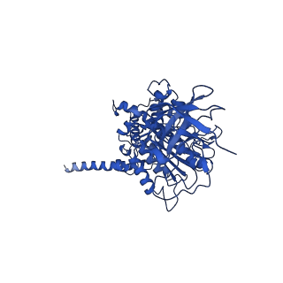 10472_6tdz_E_v1-0
Cryo-EM structure of Euglena gracilis mitochondrial ATP synthase, OSCP/F1/c-ring, rotational state 2
