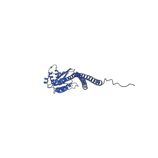 10472_6tdz_G_v1-0
Cryo-EM structure of Euglena gracilis mitochondrial ATP synthase, OSCP/F1/c-ring, rotational state 2