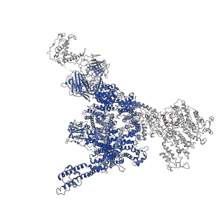 25828_7tdg_D_v1-1
Rabbit RyR1 with AMP-PCP and high Ca2+ embedded in nanodisc in inactivated conformation (Dataset-A)