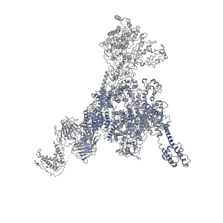 25829_7tdh_A_v1-2
Rabbit RyR1 with AMP-PCP and high Ca2+ embedded in nanodisc in open conformation