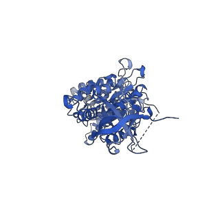 10473_6te0_B_v1-0
Cryo-EM structure of Euglena gracilis mitochondrial ATP synthase, OSCP/F1/c-ring, rotational state 3
