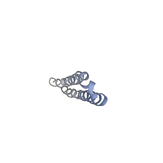 10473_6te0_V_v1-0
Cryo-EM structure of Euglena gracilis mitochondrial ATP synthase, OSCP/F1/c-ring, rotational state 3