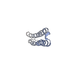 10473_6te0_W_v1-0
Cryo-EM structure of Euglena gracilis mitochondrial ATP synthase, OSCP/F1/c-ring, rotational state 3
