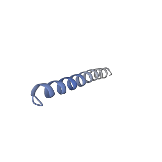 41204_8tew_C_v1-0
Human cytomegalovirus penton vertex, CVSC-bound configuration