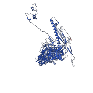 41204_8tew_H_v1-0
Human cytomegalovirus penton vertex, CVSC-bound configuration