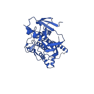 41204_8tew_U_v1-0
Human cytomegalovirus penton vertex, CVSC-bound configuration